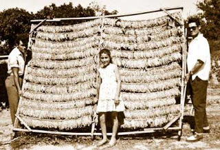 tobacco drying